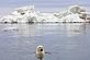 © naturepl.com / Steven Kazlowski / WWF Polar bear swimming in front of an iceberg, Arctic Ocean, Alaska Polar bear swimming in front of an iceberg, Arctic Ocean, Alaska