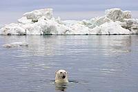Polar bear swimming in front of an iceberg, Arctic Ocean, Alaska - © naturepl.com / Steven Kazlowski / WWF Polar bear swimming in front of an iceberg, Arctic Ocean, Alaska