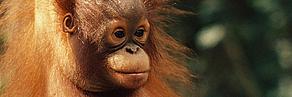 Photo of baby Orang-utan