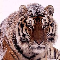 WWF Christmas card 2008