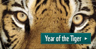Year of the Tiger