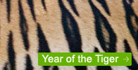 Year of the Tiger