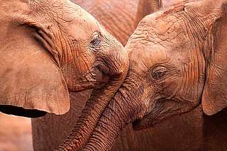Two orphan baby African elephants (Loxodonta africana) being affectionate. David Sheldrick Wildlife Trust Nairobi Elephant Nursery, Kenya. - © naturepl.com / Lisa Hoffner / WWF-Canon Two African elephants.