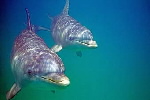 Bottlenose Dolphin, Caribbean © David Tipling, Alamy