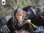 Mother and baby chimpanzee © WWF-Canon / Martin HARVEY