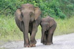 Borneo pygmy elephants © WWF / Cede PRUDENTE