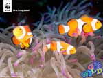 Fish © WWF-Canon / Cat HOLLOWAY