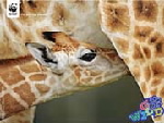 Mother and baby giraffe © WWF-Canon / Martin HARVEY