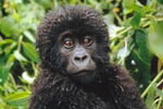 Mountain gorilla © WWF-Canon / Martin HARVEY