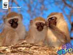 Monkays © WWF-Canon / Homo ambiens/R.Isotti-A.Cambone