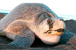 Olive ridley turtle, Costa Rica © WWF Canon / Carlos DREWS