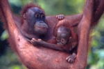 Orang-utan © WWF-Canon / Martin HARVEY