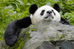 Giant panda © WWF-Canon / Bernard DE WETTER