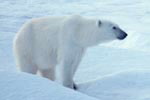 Polar bear © WWF-Canon / Svein B. OPPEGAARD
