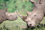 Rhino and calf © WWF-Canon / Martin HARVEY