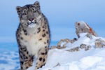 Snow leopard © WWF / KLEIN & HUBERT <br>