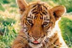 Tiger cub © WWF-Canon / Martin HARVEY