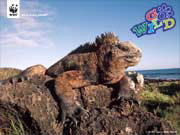 Iguana wallpaper