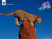 Leopard wallpaper
