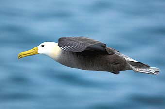 Waved albatross in flight © WWF-Canon / James FRANKHAM