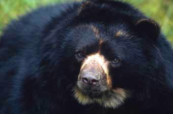 Spectacled bear © WWF-Canon / Kevin SCHAFER 