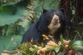Spectacled bear © WWF-Canon / Edward PARKER 