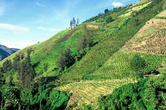 Deforestation in Colombia © WWF-Canon / Diego M. GARCES 