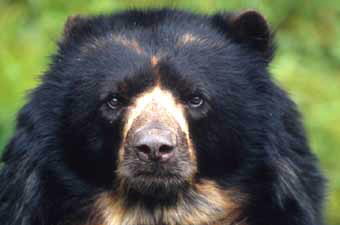 Spectacled bear © WWF-Canon / Kevin SCHAFER 