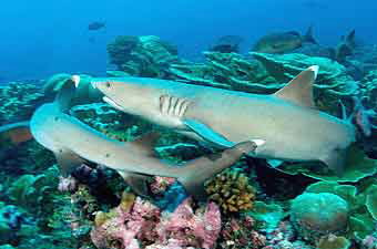 Gray reef sharks, hunting © WWF-Canon / Cat HOLLOWAY