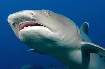 White tip reef shark © WWF-Canon / Cat HOLLOWAY