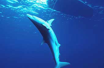 Fishing and harvesting silky shark, Costa Rica © WWF-Canon / Cat HOLLOWAY