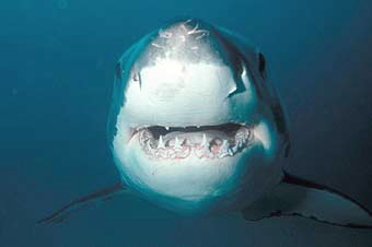 Great white shark © WWF / Wildlife Pictures/Jêrome Mallefet