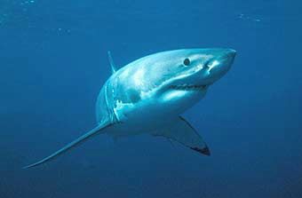 Great white shark © WWF / Wildlife Pictures/Jêrome Mallefet