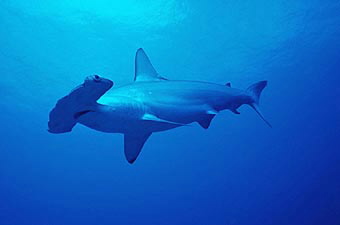 Hammerhead shark, Fiji © WWF-Canon / Cat HOLLOWAY