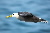 Waved albatross in flight © WWF-Canon / James FRANKHAM
