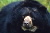 Spectacled bear © WWF-Canon / Kevin SCHAFER 