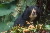 Spectacled bear © WWF-Canon / Edward PARKER 