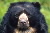 Spectacled bear © WWF-Canon / Kevin SCHAFER 