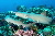 Gray reef sharks, hunting © WWF-Canon / Cat HOLLOWAY