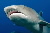 White tip reef shark © WWF-Canon / Cat HOLLOWAY
