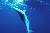 Fishing and harvesting silky shark, Costa Rica © WWF-Canon / Cat HOLLOWAY