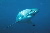 Great white shark © WWF / Wildlife Pictures/Jêrome Mallefet