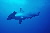 Hammerhead shark, Fiji © WWF-Canon / Cat HOLLOWAY