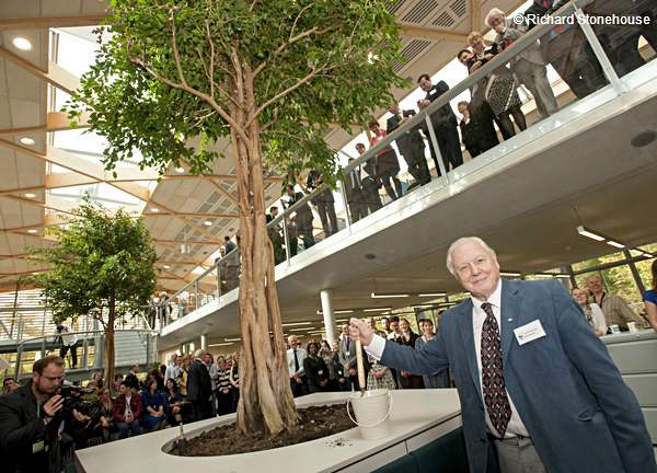 Sir David Attenborough, helping plant our indoor fig trees at the opening of the Living Planet Centre