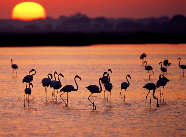 imagem-de-flamingos-no-por-sol